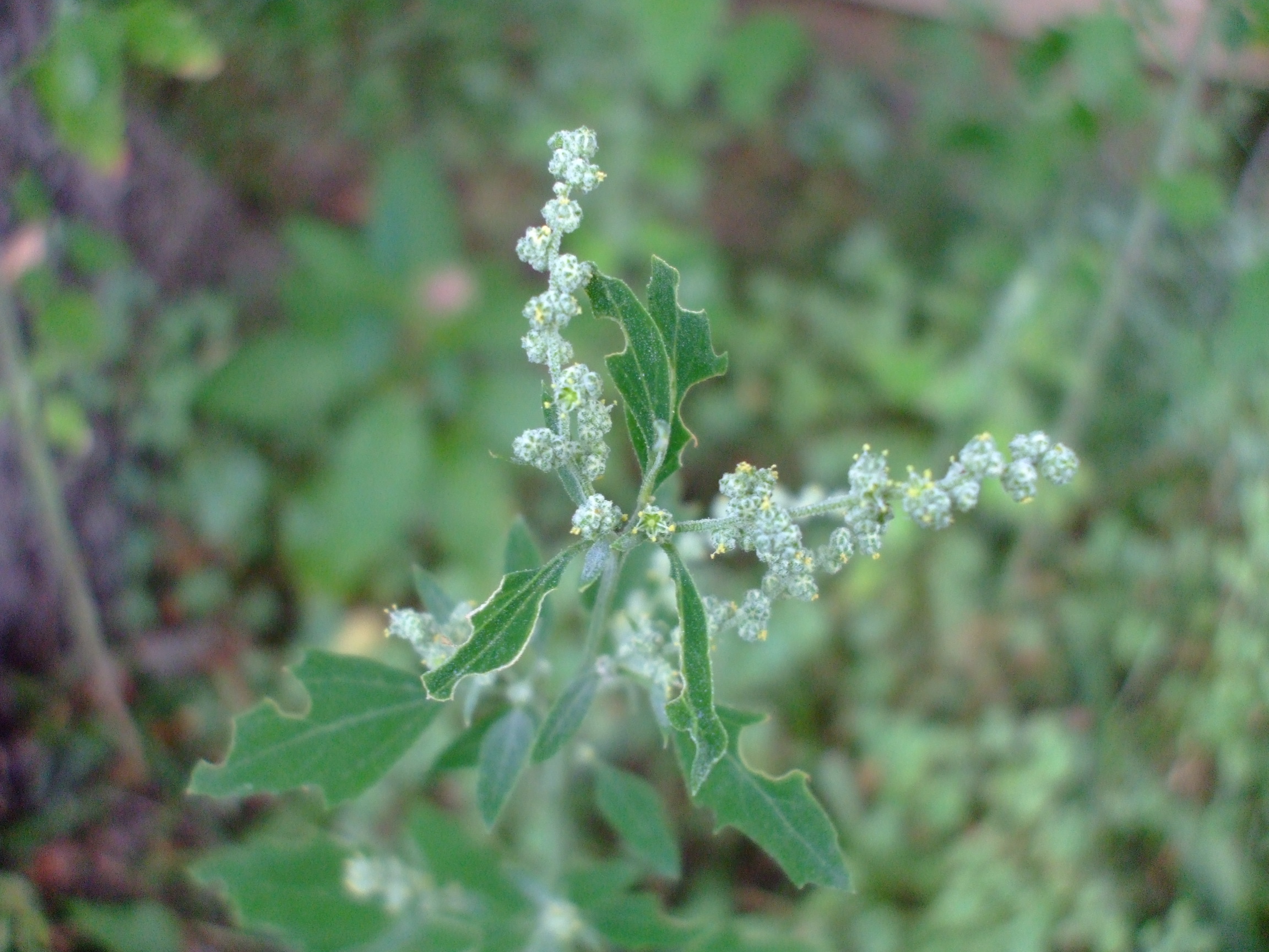 Chenopodium album